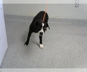 Labrador Retriever-Unknown Mix Dogs for adoption in Pasadena, TX, USA