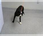 Small Labrador Retriever Mix