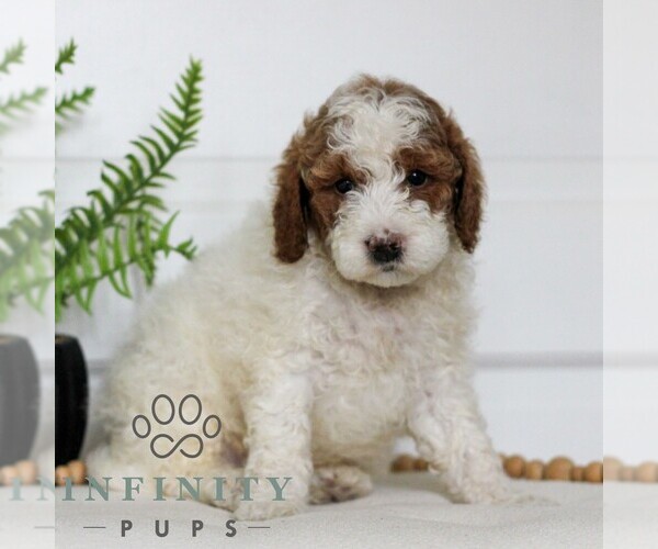 Medium Photo #3 Goldendoodle (Miniature) Puppy For Sale in LANCASTER, PA, USA
