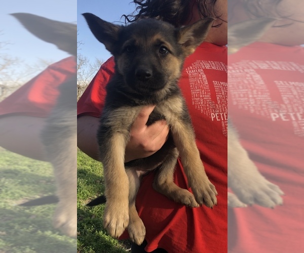 Medium Photo #1 German Shepherd Dog Puppy For Sale in WEBB CITY, MO, USA