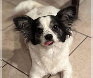 Papillon Dogs for adoption in Rosenberg, TX, USA