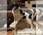 Small Photo #1 Australian Shepherd Puppy For Sale in DECATUR, IL, USA