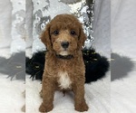 Small #2 Goldendoodle (Miniature)