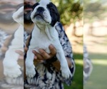 Small Photo #17 Boston Terrier Puppy For Sale in CARMICHAEL, CA, USA