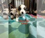 Puppy Kelso Miniature Australian Shepherd