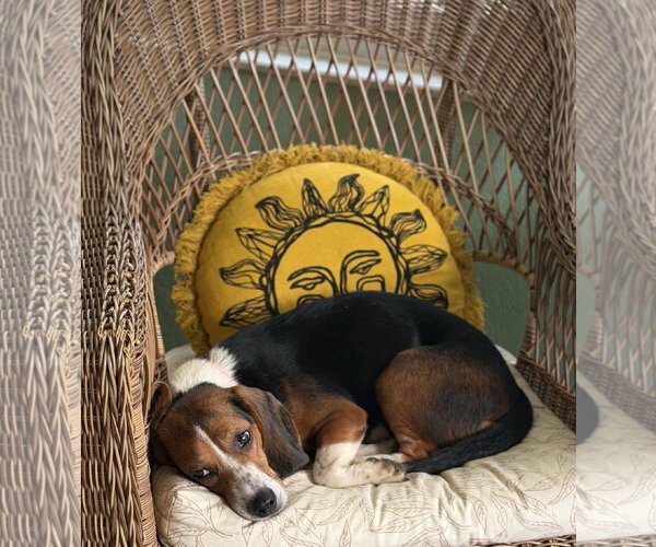 Medium Photo #4 Beagle Puppy For Sale in Dunnellon, FL, USA