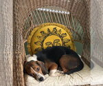 Small #3 Beagle