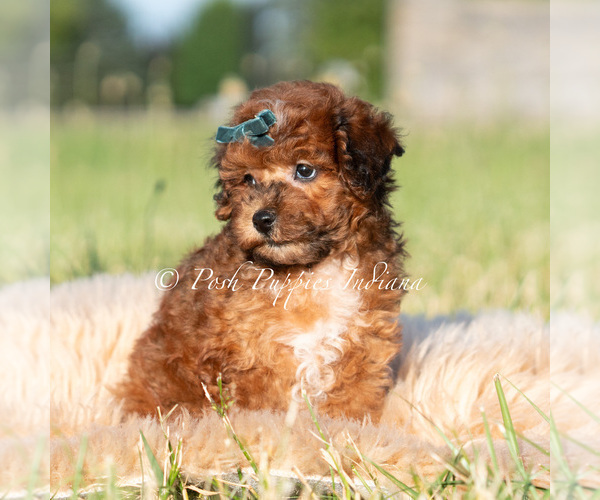 Medium Photo #2 Poodle (Toy) Puppy For Sale in WARSAW, IN, USA
