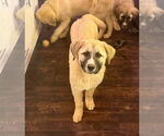 Small #2 Anatolian Shepherd-Great Pyrenees Mix