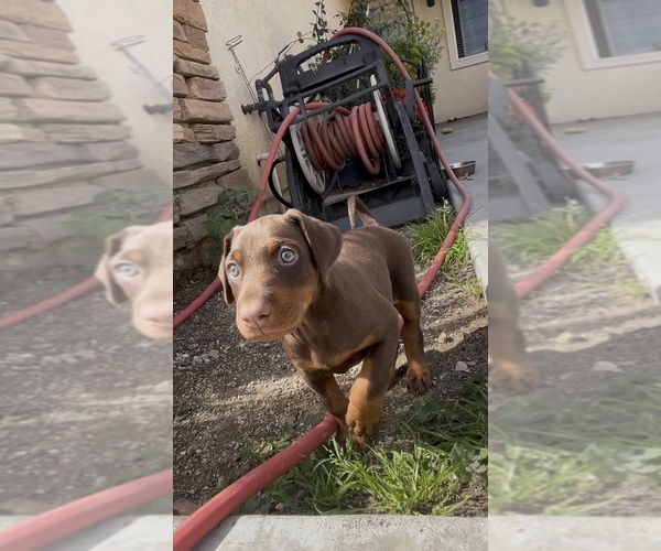 Medium Photo #3 Doberman Pinscher Puppy For Sale in HIGHLAND, CA, USA