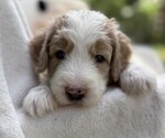 Puppy Mr Black Collar Goldendoodle