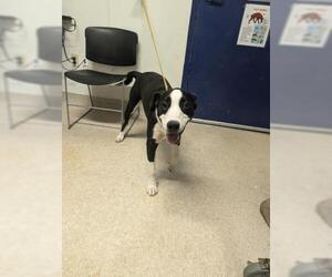 American Pit Bull Terrier-Border Collie Mix Dogs for adoption in Bakersfield, CA, USA