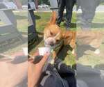 Small #1 Pembroke Welsh Corgi Mix