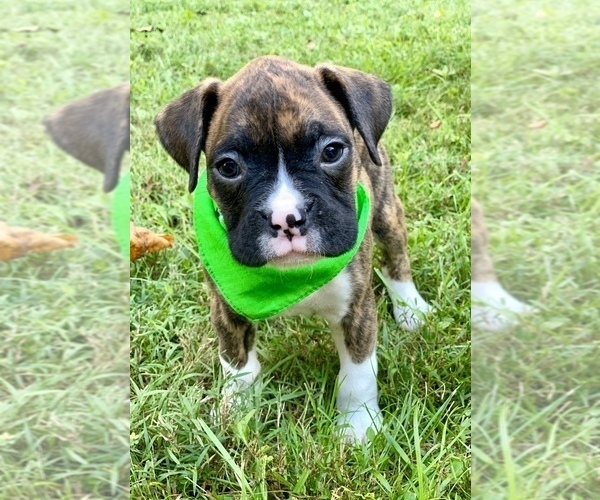 Medium Photo #6 Boxer Puppy For Sale in ELDON, MO, USA