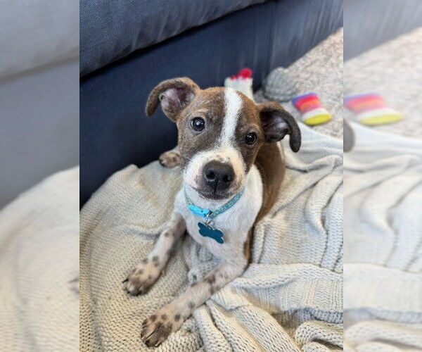 Medium Photo #3 Mutt Puppy For Sale in Plainfield, IL, USA