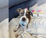 Small #2 Mutt