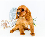 Small #2 Cavalier King Charles Spaniel