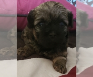 Shih-Poo Puppy for sale in GOOSE CREEK, SC, USA