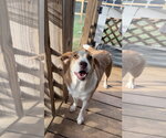Small Photo #5 Labbe Puppy For Sale in Oakhurst, NJ, USA