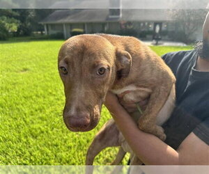 Labrador Retriever-Unknown Mix Dogs for adoption in Houston, TX, USA