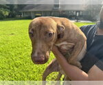 Small Labrador Retriever Mix