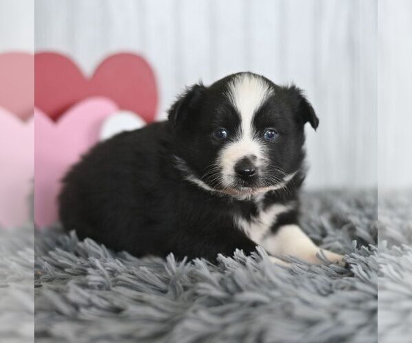 Medium Photo #5 Miniature Australian Shepherd Puppy For Sale in REBERSBURG, PA, USA
