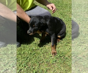 Rottweiler Puppy for sale in TEMPLE, GA, USA