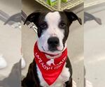 Small #2 American Bulldog-Labrador Retriever Mix