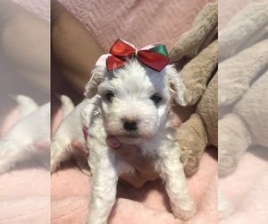 Maltese Puppy for sale in SARASOTA, FL, USA