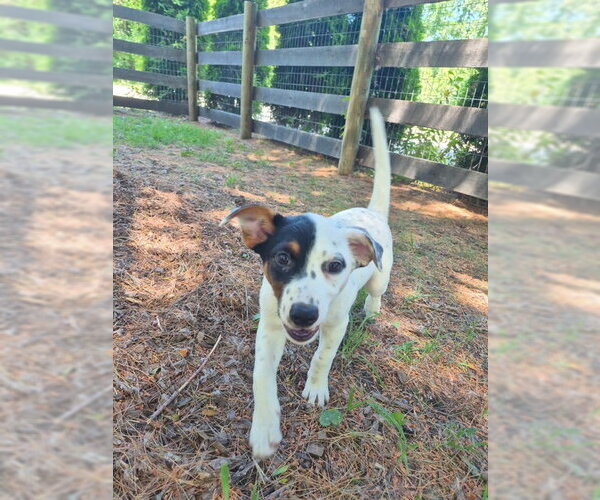 Medium Photo #5 Australian Shepherd-Unknown Mix Puppy For Sale in Techny, IL, USA