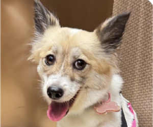 Mutt Dogs for adoption in San Ramon, CA, USA