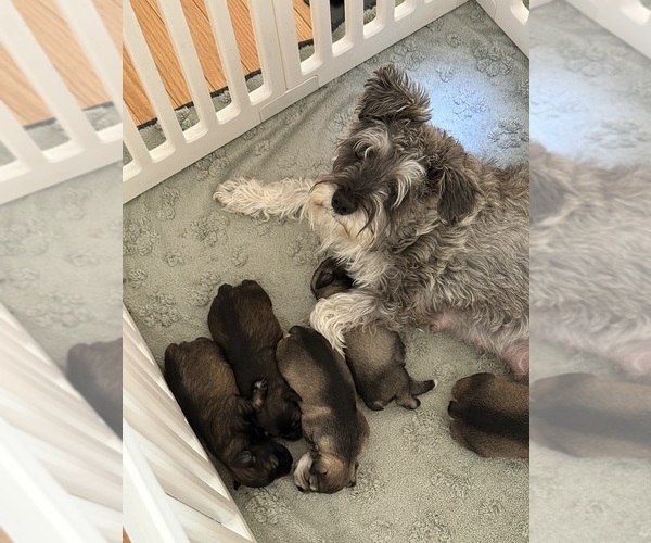 Medium Photo #1 Schnauzer (Miniature) Puppy For Sale in COLUMBUS, IN, USA