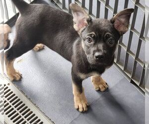 Pug-Unknown Mix Dogs for adoption in Walnutport, PA, USA