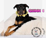 Small #5 Rottweiler Mix