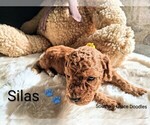 Small Photo #58 Goldendoodle (Miniature) Puppy For Sale in GASTONIA, NC, USA
