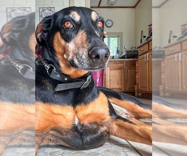 Medium Photo #1 Doberman Pinscher Puppy For Sale in Devine, TX, USA