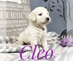 Small Photo #23 Goldendoodle Puppy For Sale in CEDAR GAP, MO, USA