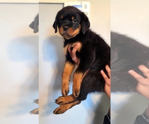 Rottweiler Puppy for sale in DEL ROSA, CA, USA