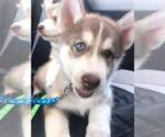 Small Photo #1 Siberian Husky Puppy For Sale in KANSAS CITY, KS, USA
