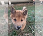 Puppy Puppy 2 Shiba Inu