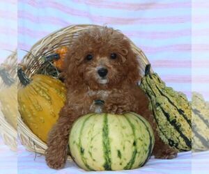 Cavapoo Puppy for sale in THORP, WI, USA