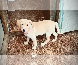 Labrador Retriever Puppy for sale in SALUDA, SC, USA
