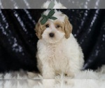 Puppy Aladdin Maltipoo