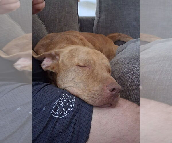 Medium Photo #6 Mutt Puppy For Sale in Abbeville, LA, USA