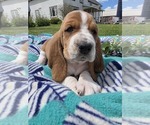 Puppy Chicken Nugget Basset Hound