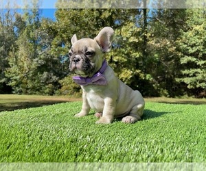 French Bulldog Puppy for sale in LOCUST GROVE, GA, USA