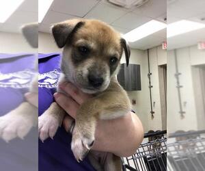 Basset Hound-Unknown Mix Dogs for adoption in Conroe, TX, USA