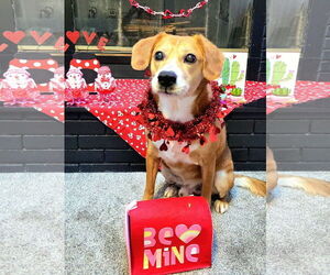 Beagle-Unknown Mix Dogs for adoption in Germantown, OH, USA