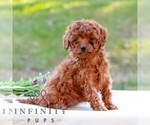 Diana - Female Cavapoo (Miniature) Puppy for Sale - Photo #5
