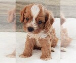 Small #1 Cavapoo